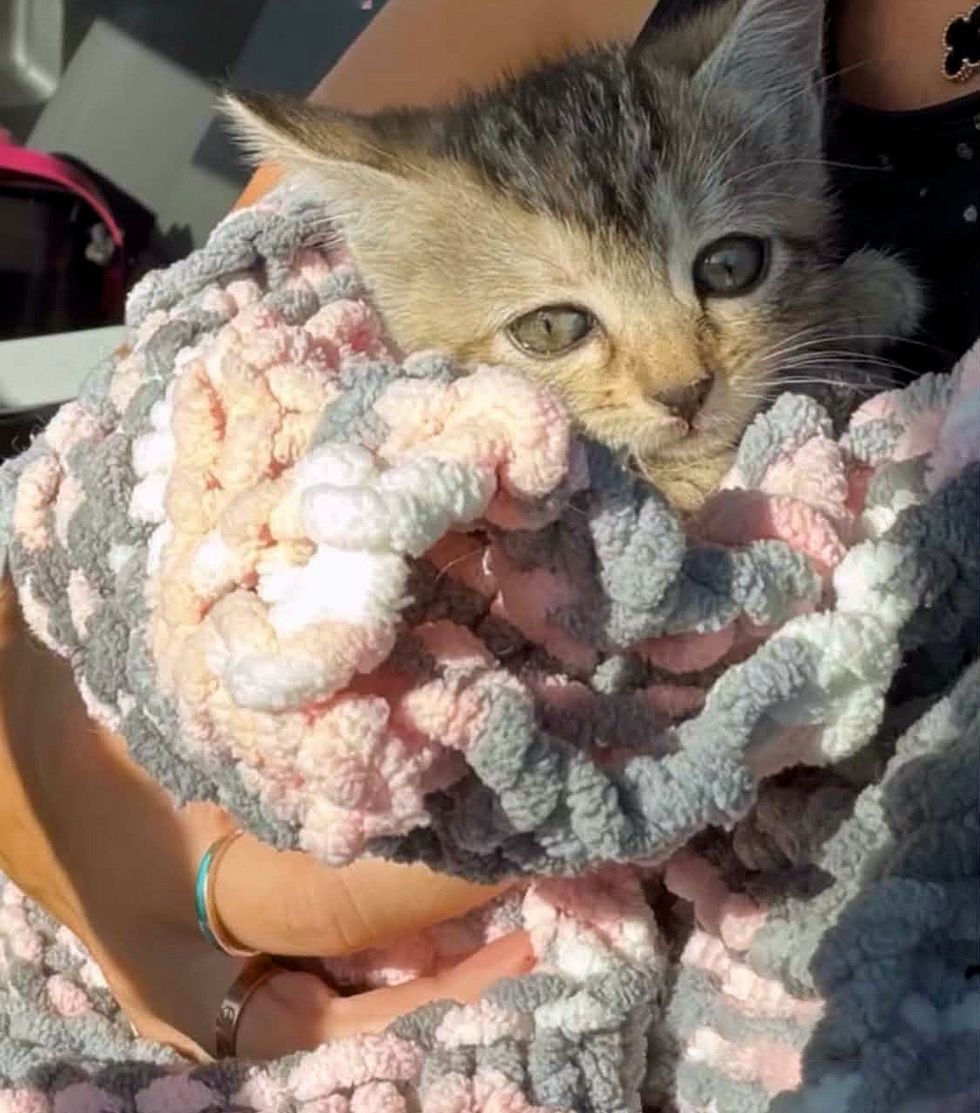 rescued kitten wrapped in blanket safe