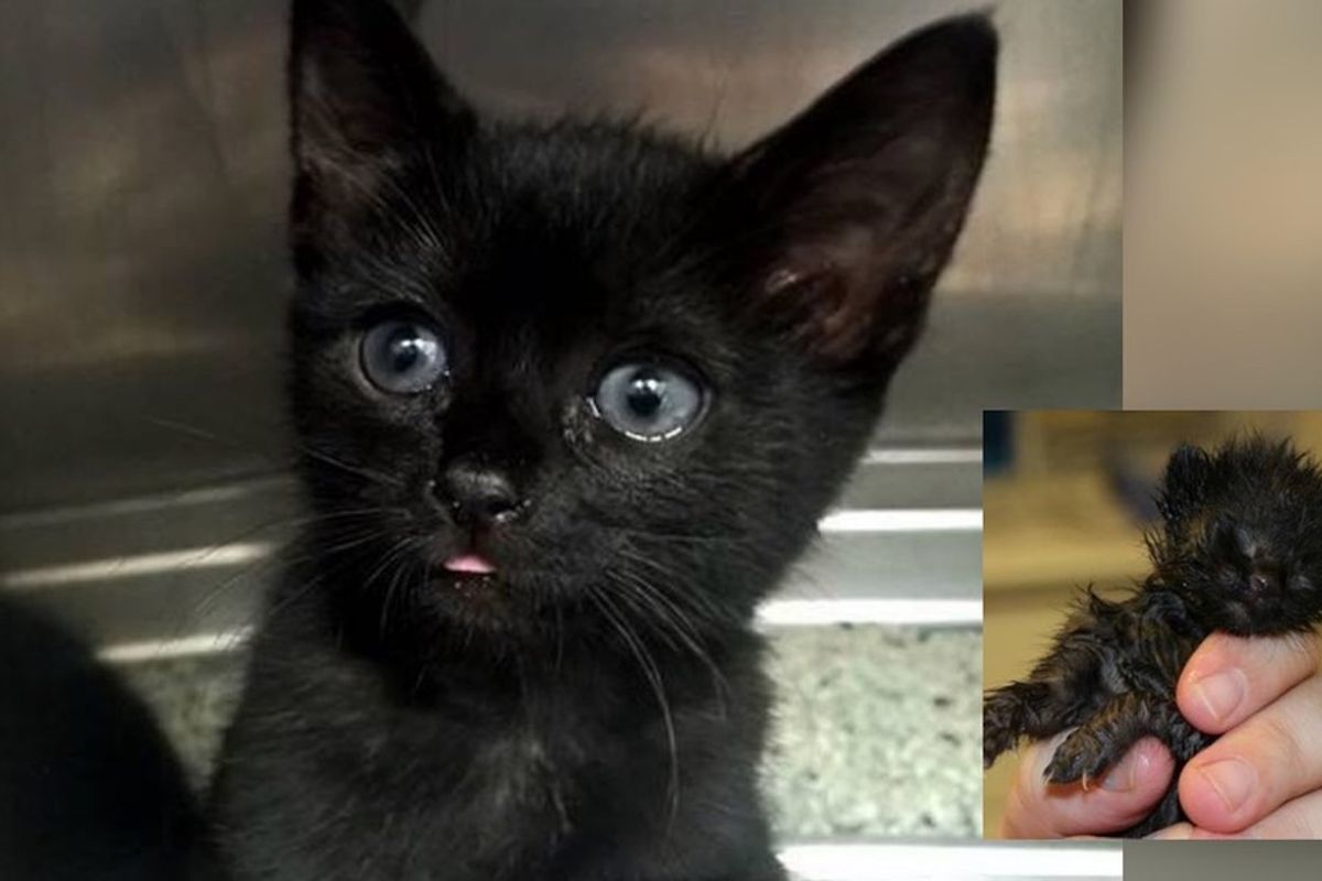 rescued orphaned 10 day old kitten fighter