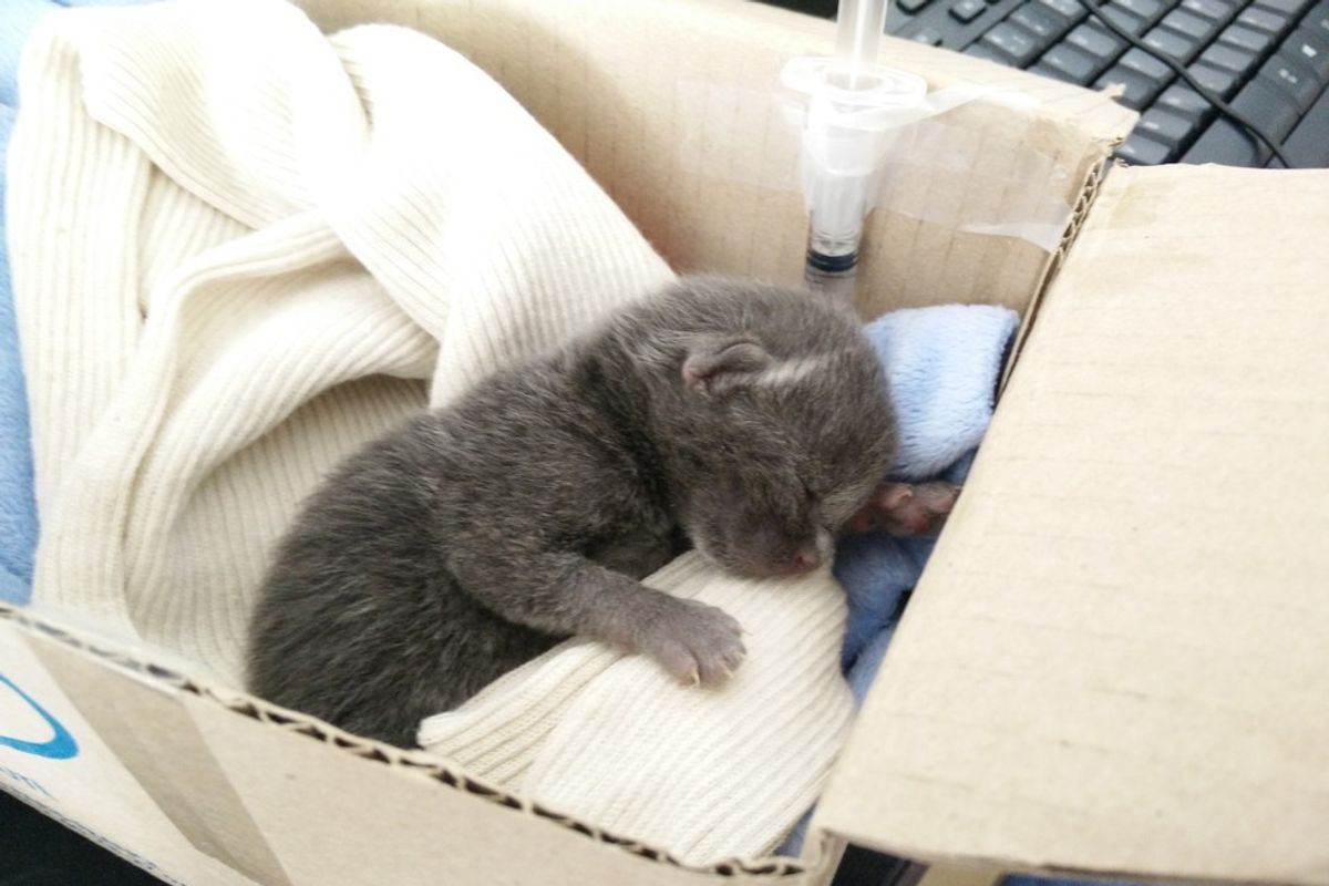 rescued orphaned kitten refused to die