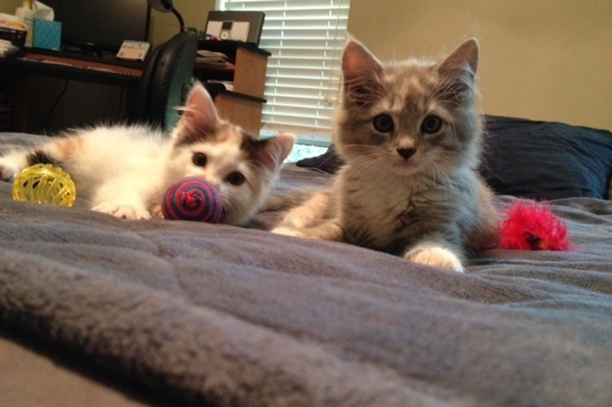 rescued stray kittens then now