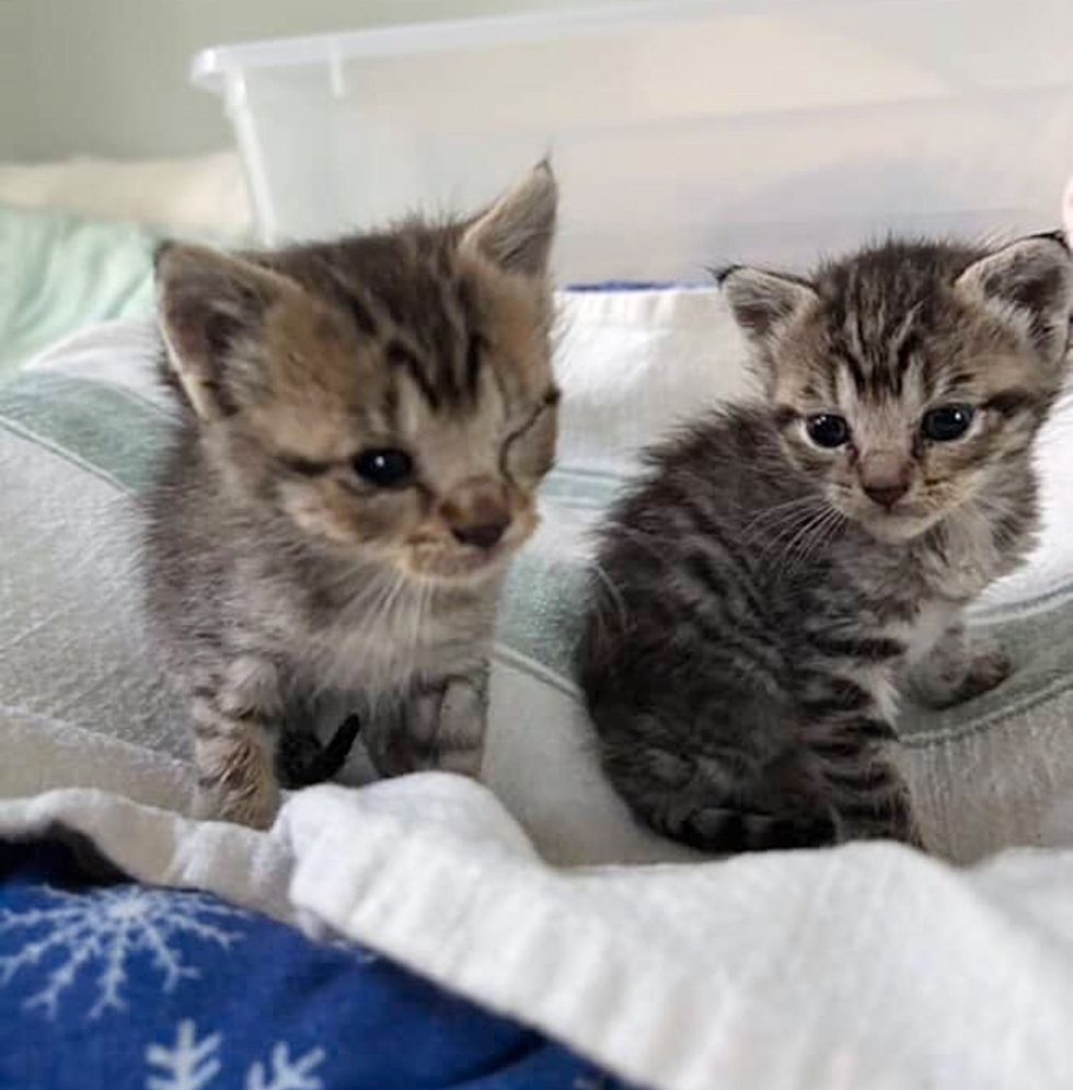 rescued tabby kittens