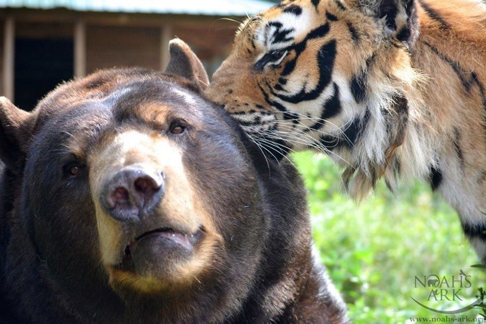 rescued tiger, bear, lion living together 15 years