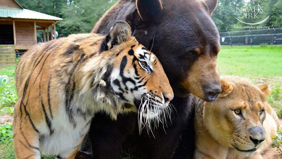rescued tiger, bear, lion living together 15 years