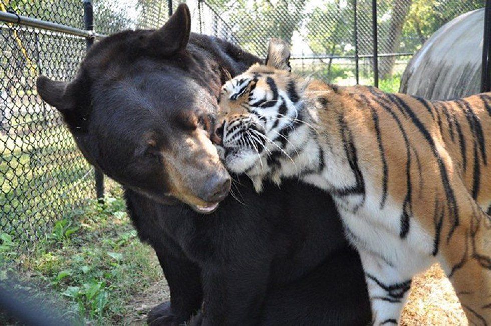 rescued tiger, bear, lion living together 15 years