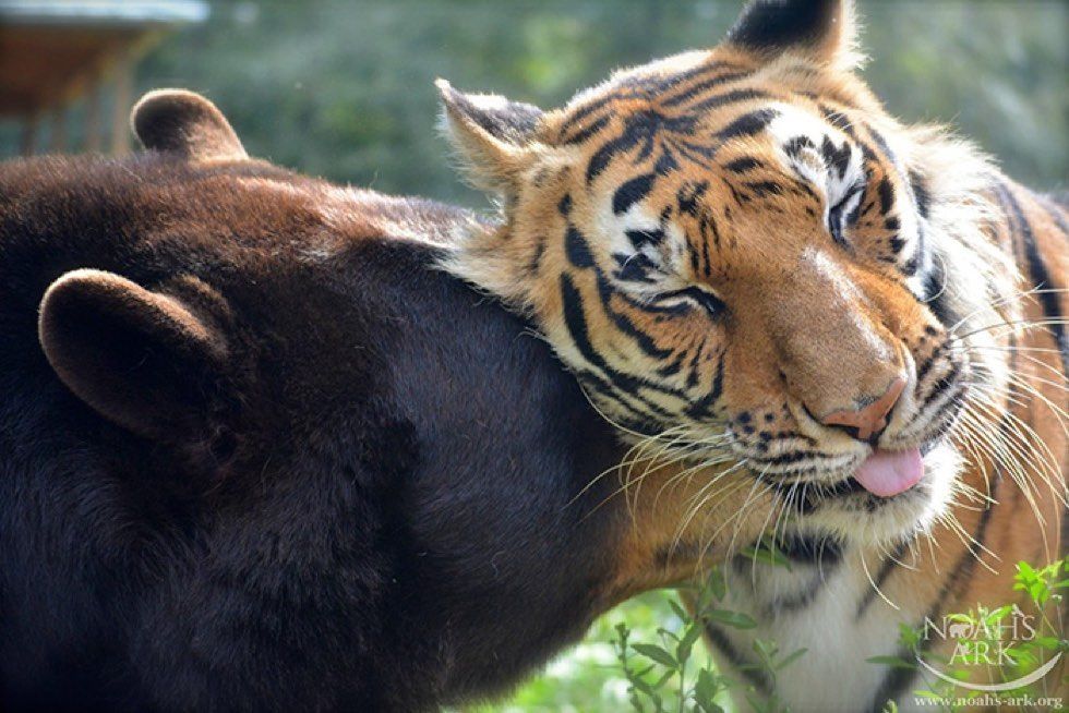 rescued tiger, bear, lion living together 15 years
