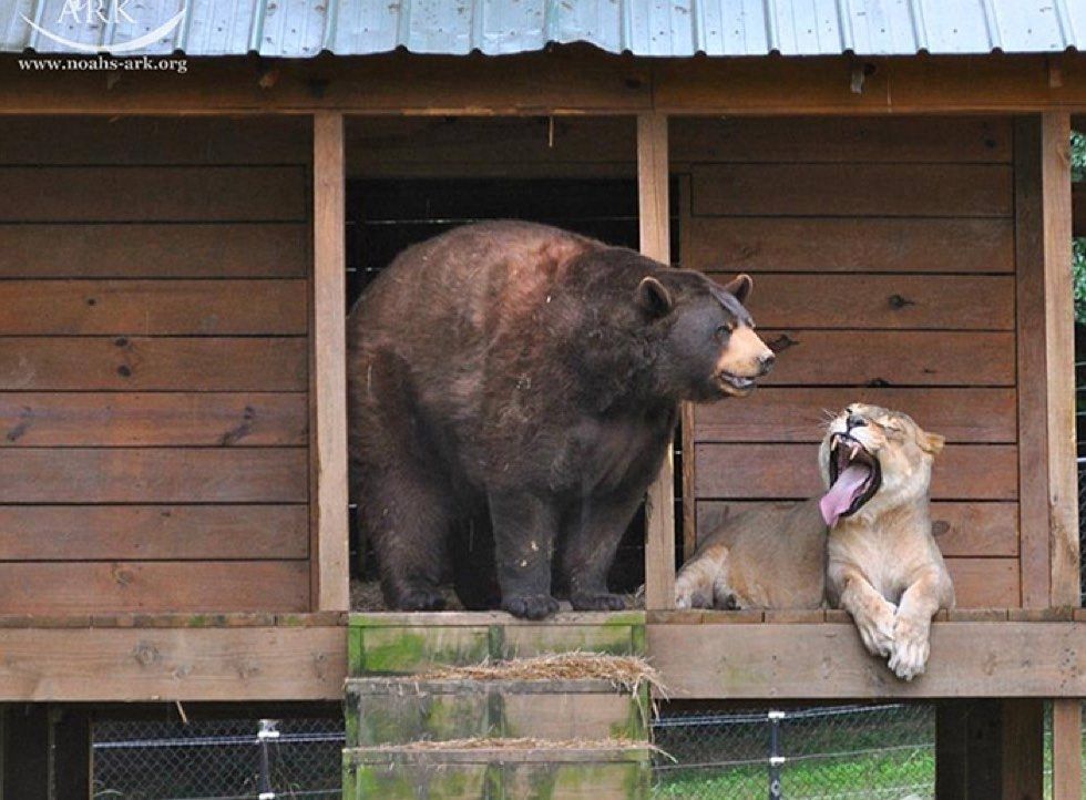 rescued tiger, bear, lion living together 15 years