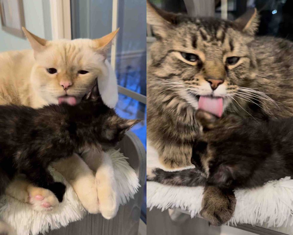 resident cats tortie kitten