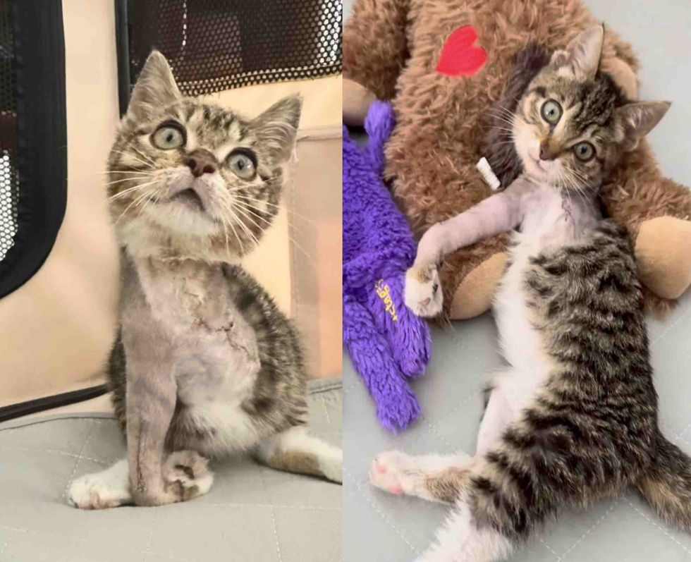 resilient kitten tripod