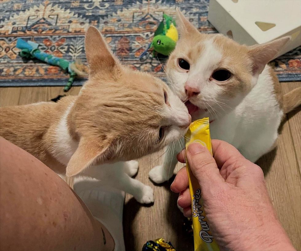 Ricky and Reggie share a creamy treat from their foster's hand, pressed shoulder to shoulder.