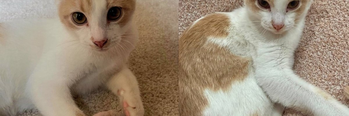 Kittens Rescued From a Crawl Space Under Home, Now They Keep Pausing Mid-Play to Make Sure You're Watching
