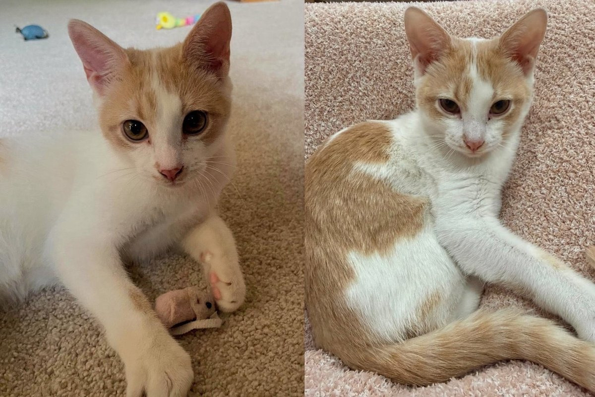Kittens Rescued From a Crawl Space Under Home, Now They Keep Pausing Mid-Play to Make Sure You're Watching