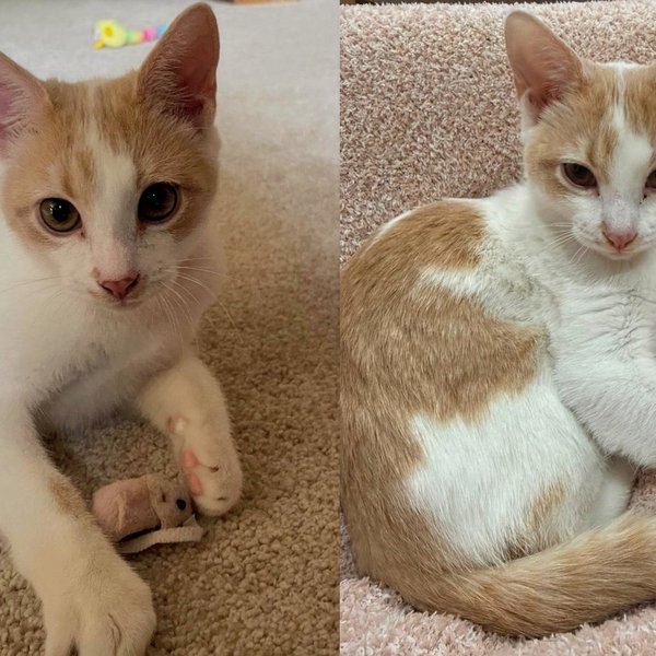 Kittens Rescued From a Crawl Space Under Home, Now They Keep Pausing Mid-Play to Make Sure You're Watching