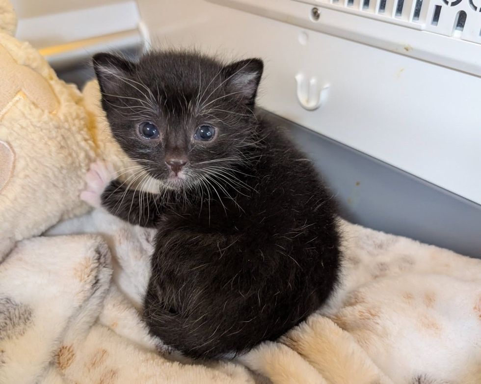 River sitting in a cat carrier