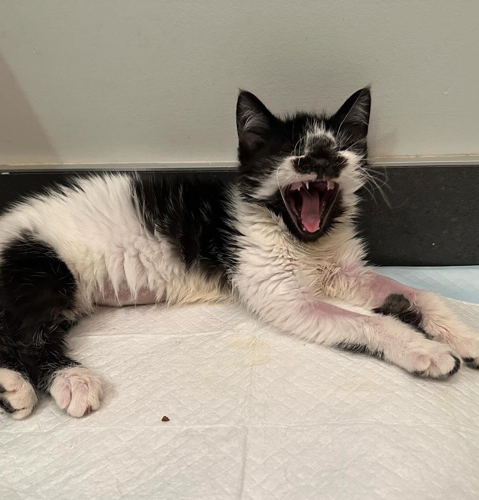 roaring kitty cow kitten