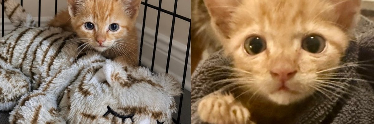 Kitten Buried Under Rocks in a Drain Pipe Wouldn't Stop Crying, Now Won't Leave His Stuffy's Side