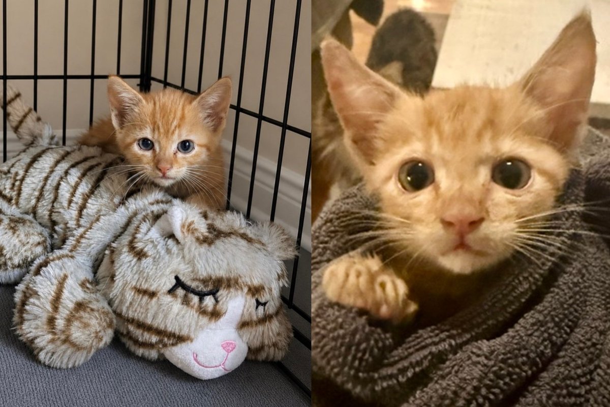 Kitten Buried Under Rocks in a Drain Pipe Wouldn't Stop Crying, Now Won't Leave His Stuffy's Side