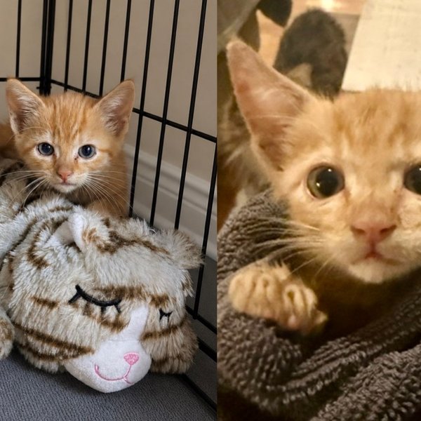 Kitten Buried Under Rocks in a Drain Pipe Wouldn't Stop Crying, Now Won't Leave His Stuffy's Side