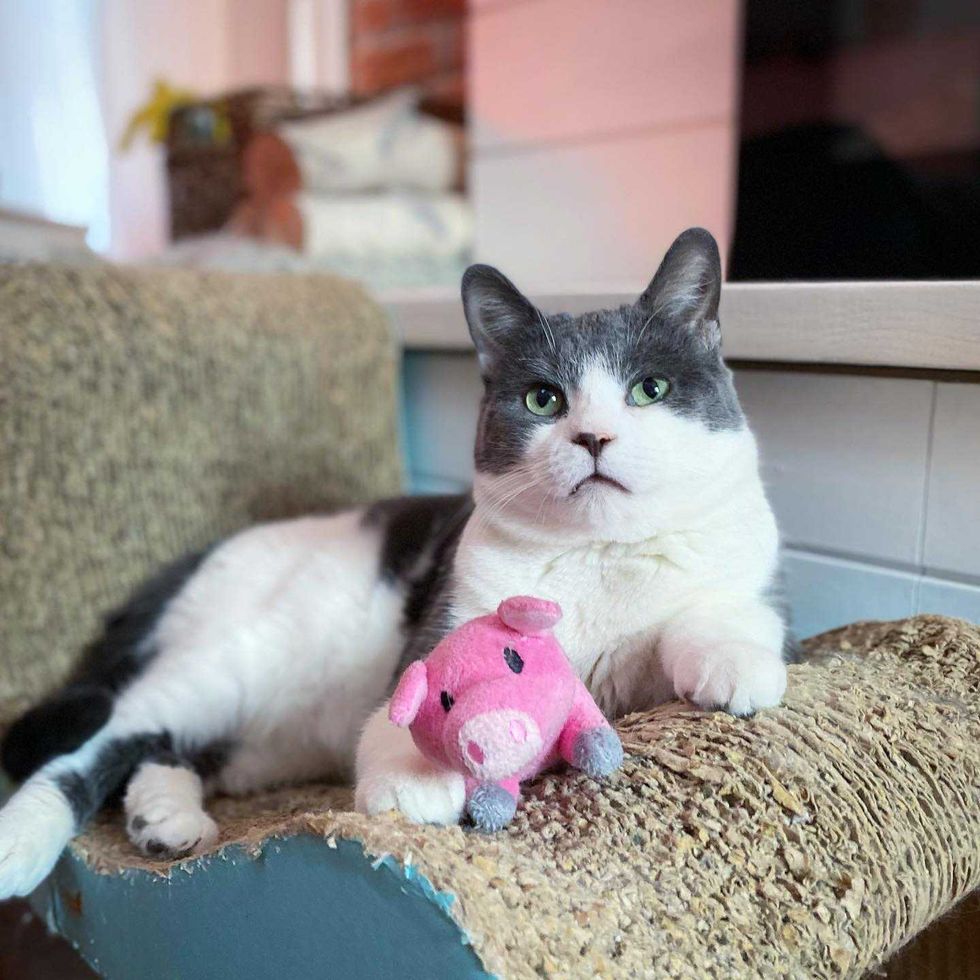 Brinquedo de gato redonda