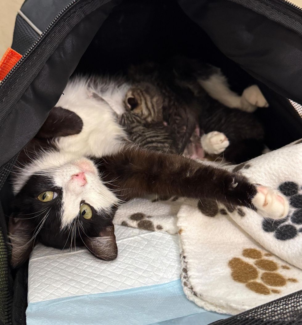 Sage laying with babies in playpen