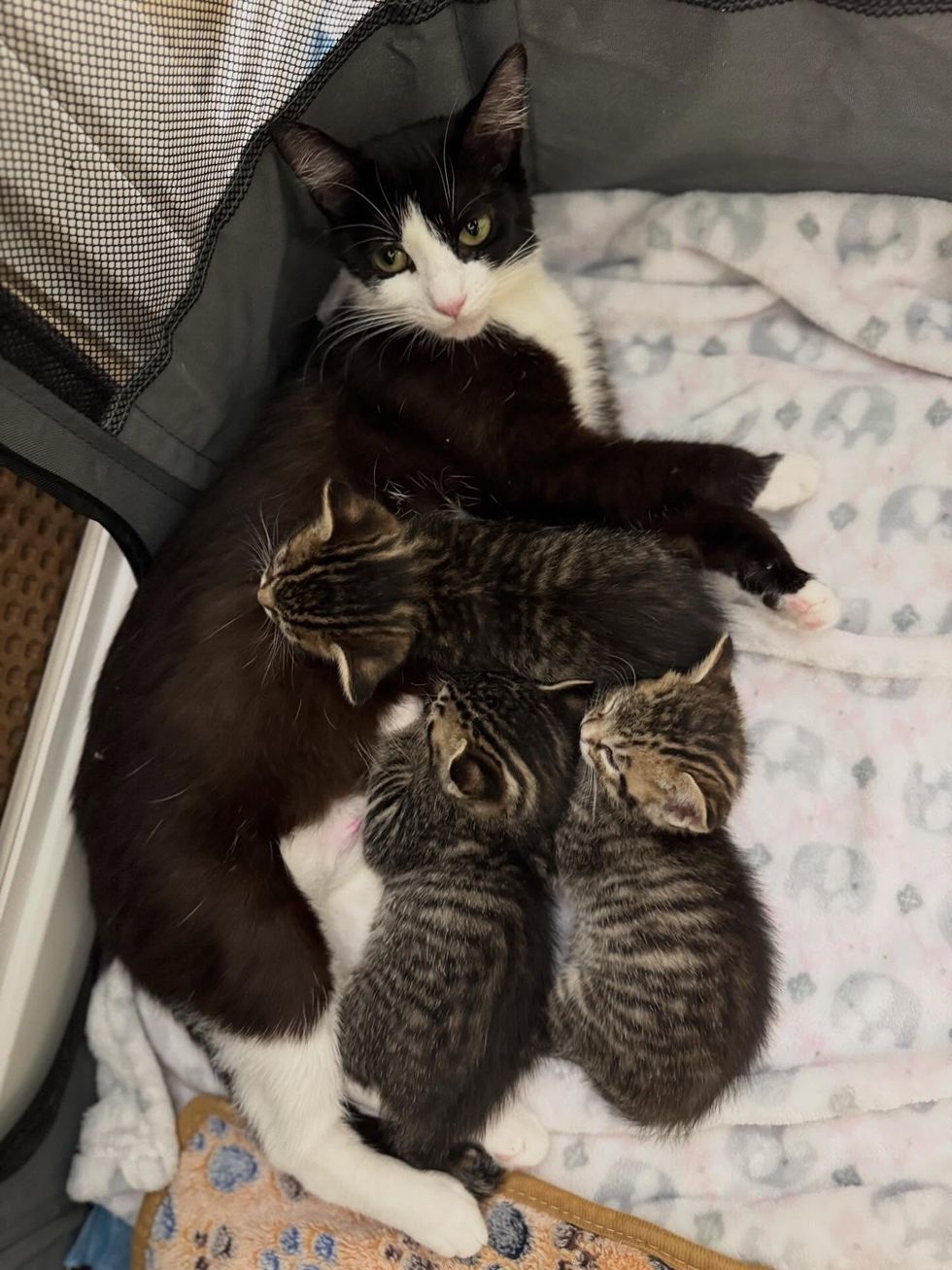 Sage nursing in carrier with her three kittens