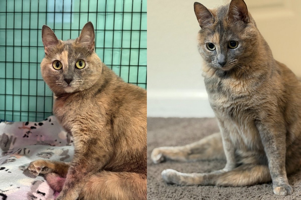 Cat Who Trusted No One When She Arrived at a Sanctuary Now Chats Away and Claims Every Corner Like She Owns It
