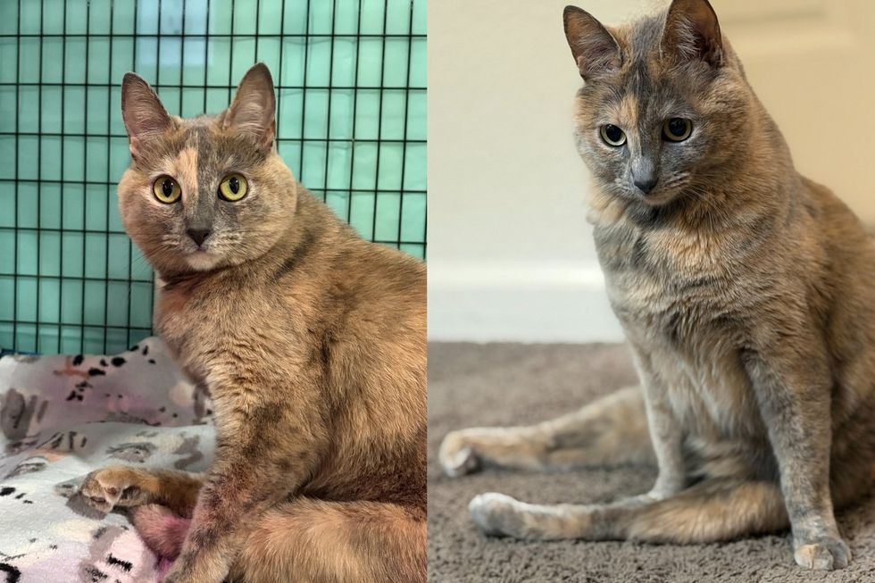Cat Who Trusted No One When She Arrived at a Sanctuary Now Chats Away and Claims Every Corner Like She Owns It
