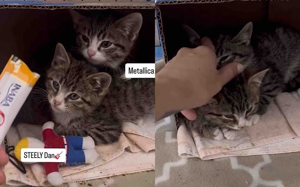 scared feral kittens building trust