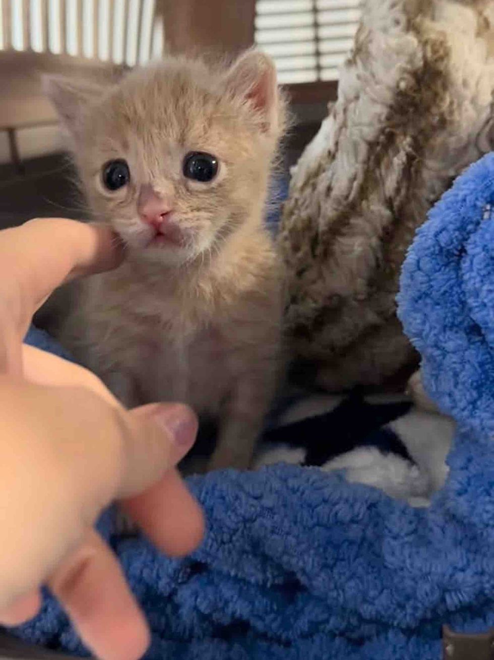 Scared newborn orange kitten