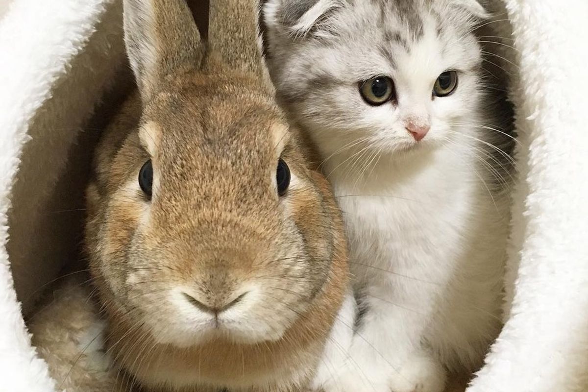scottish fold kitten bunny best friends