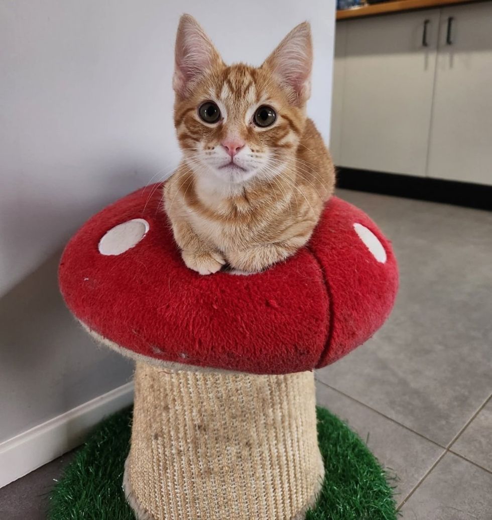 scratching post top kitten