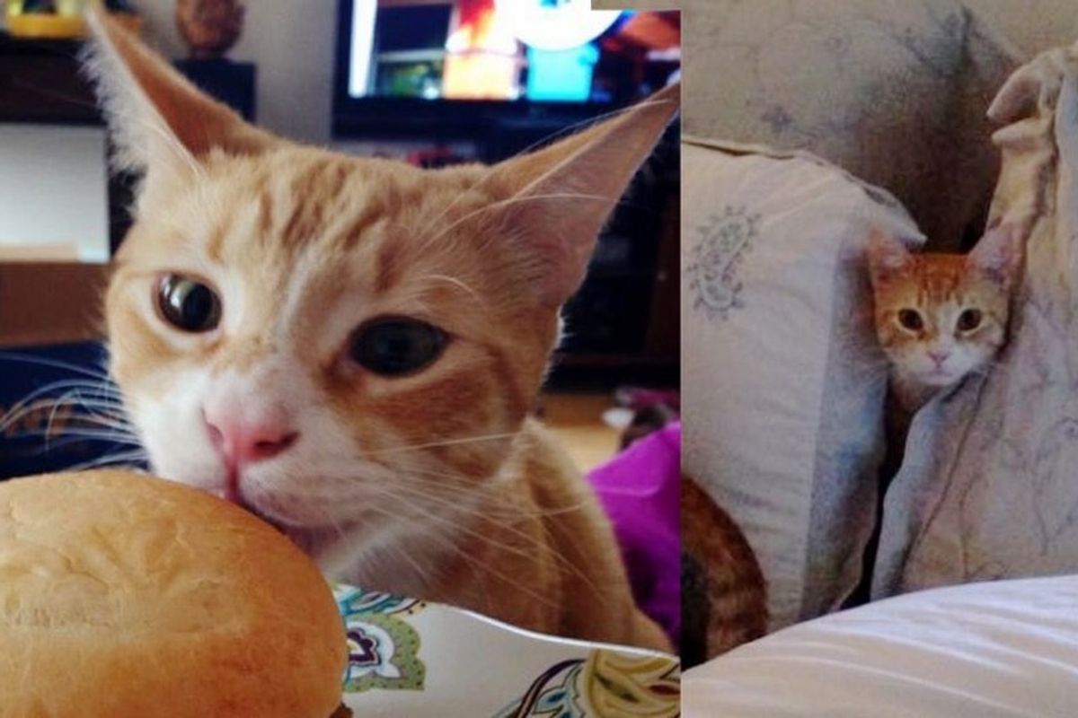 scrawny feral kitten now fenn the destroyer