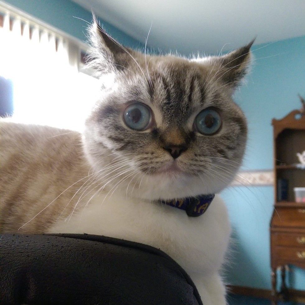 scuba the funny british shorthair cat