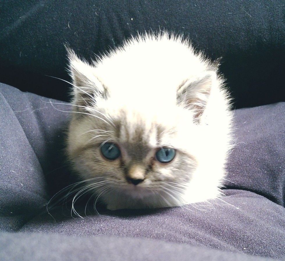 scuba the funny british shorthair cat