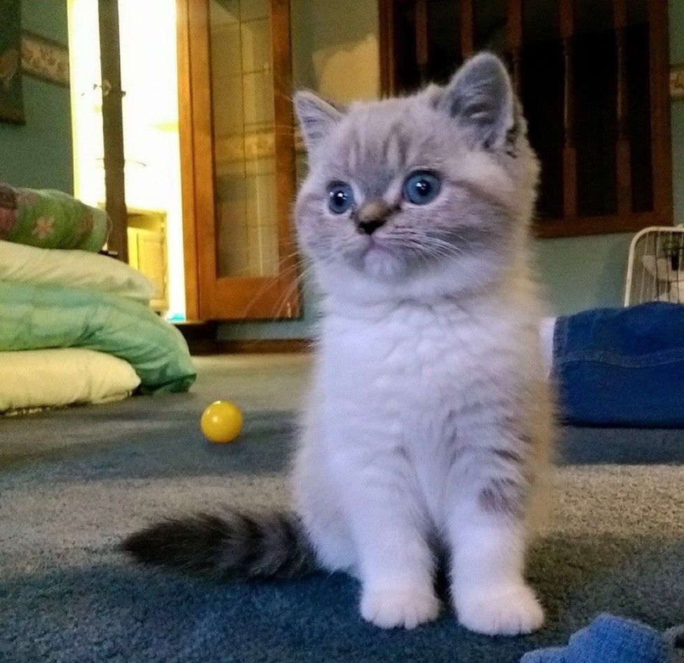 scuba the funny british shorthair cat