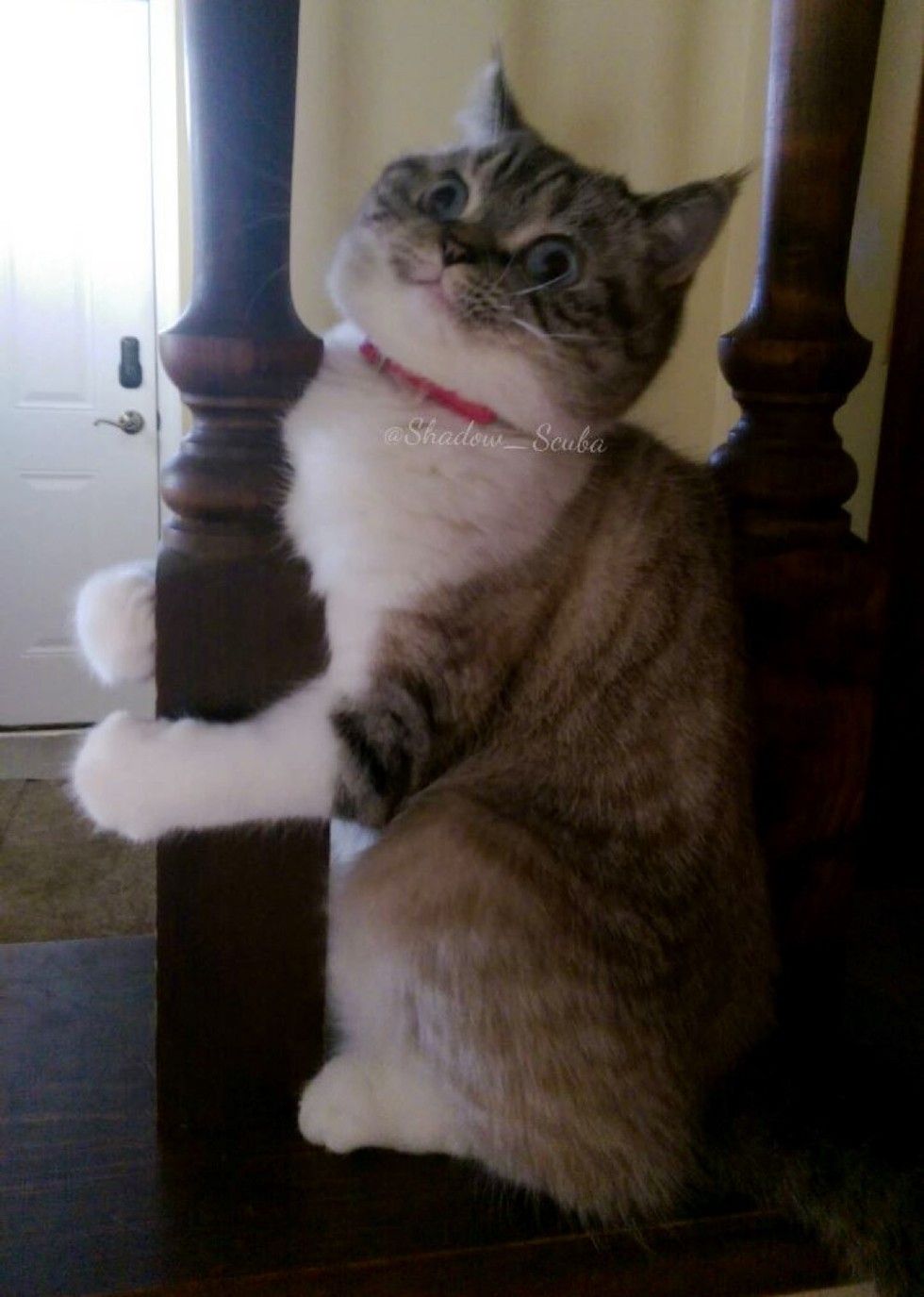 scuba the funny british shorthair cat