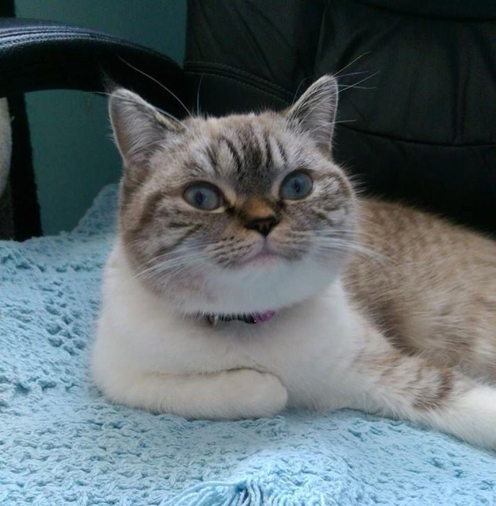 scuba the funny british shorthair cat