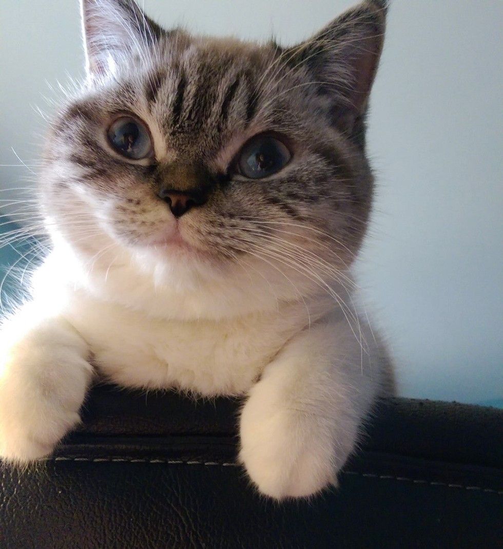 scuba the funny british shorthair cat