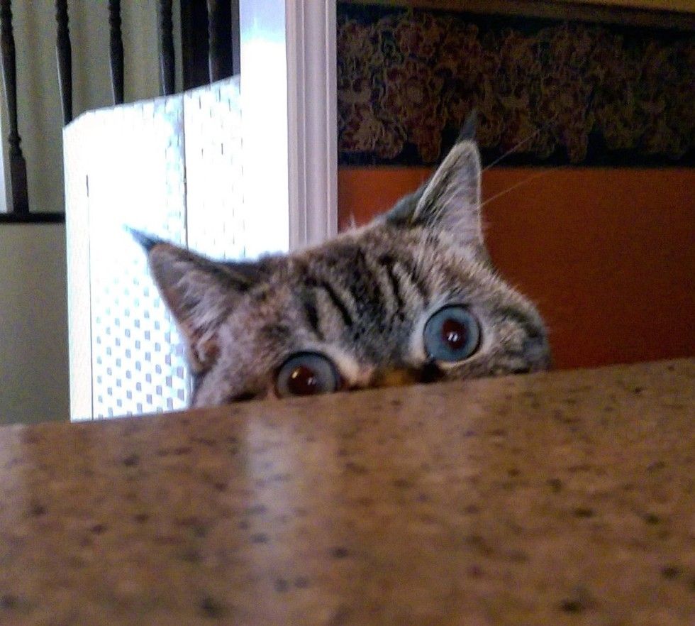 scuba the funny british shorthair cat