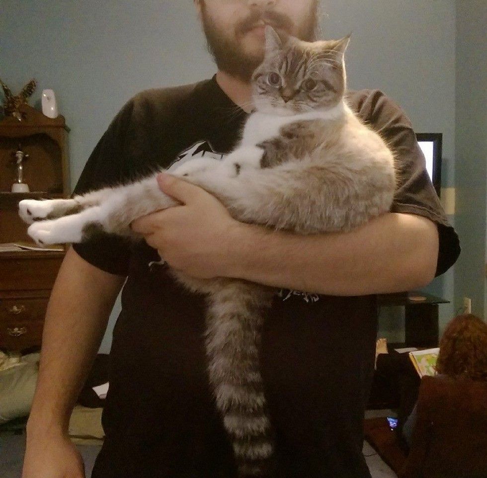 scuba the funny british shorthair cat