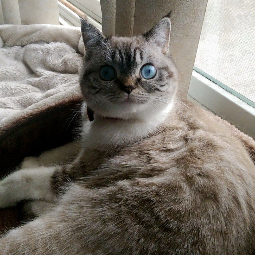 scuba the funny british shorthair cat