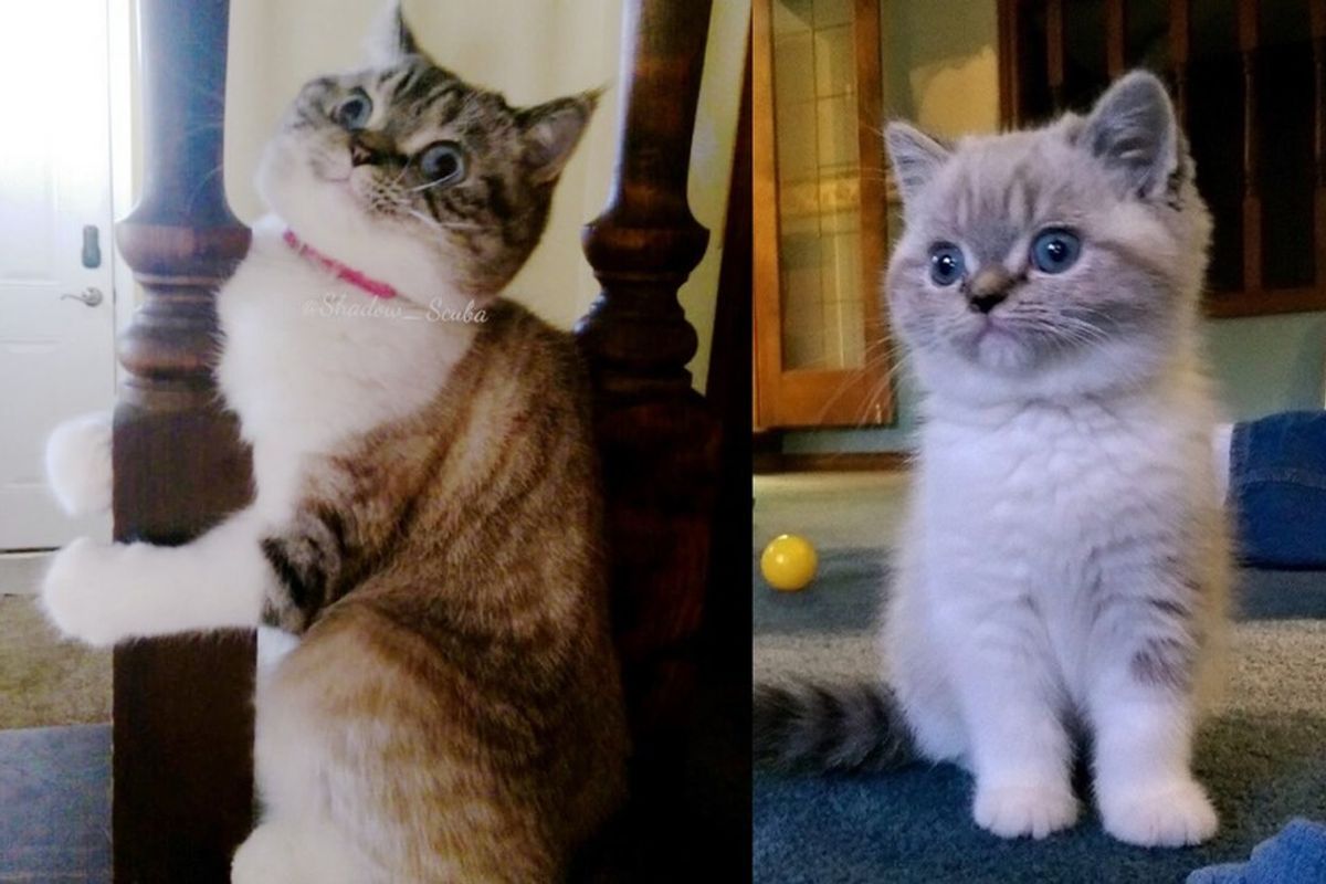 scuba the funny british shorthair cat