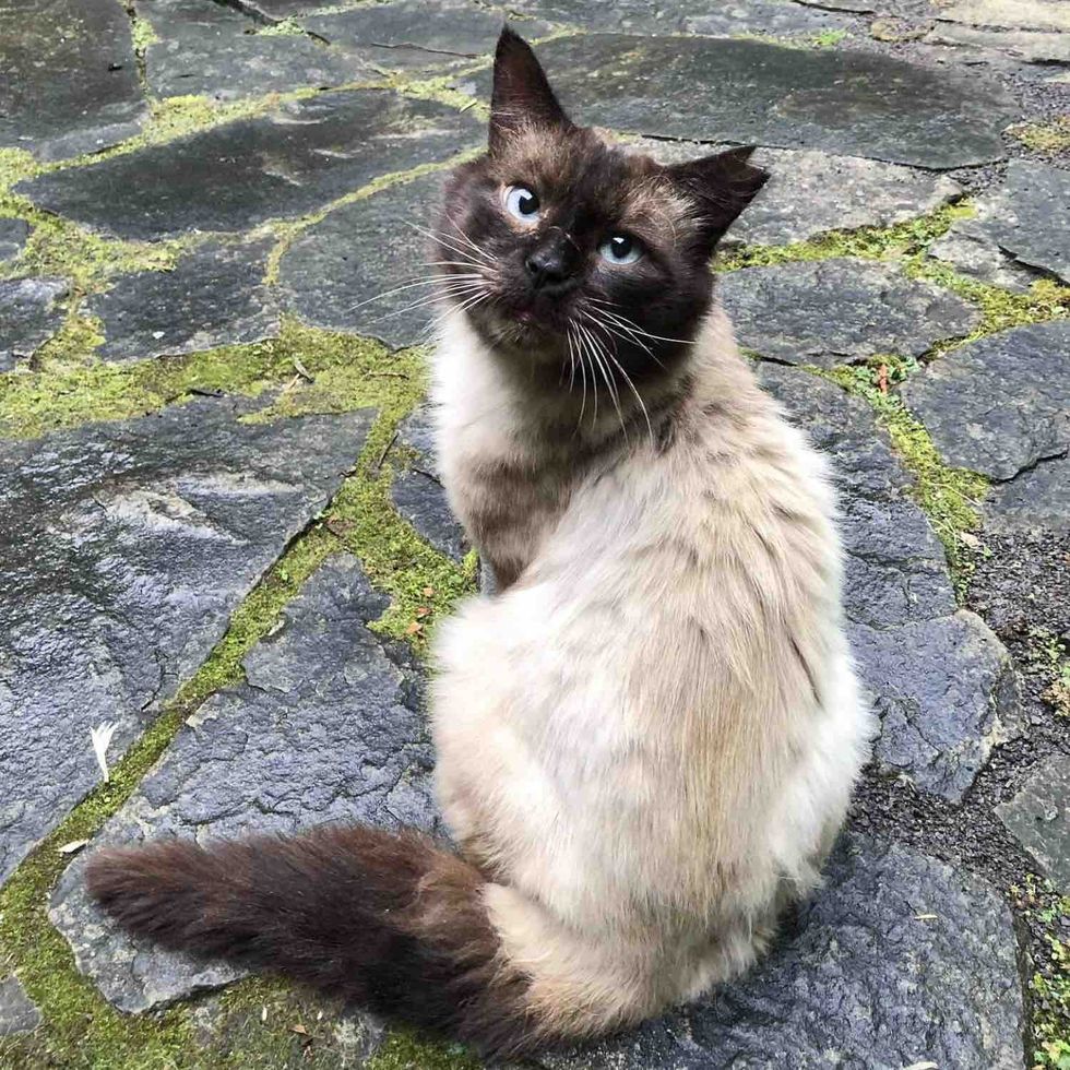 seal point cat stray