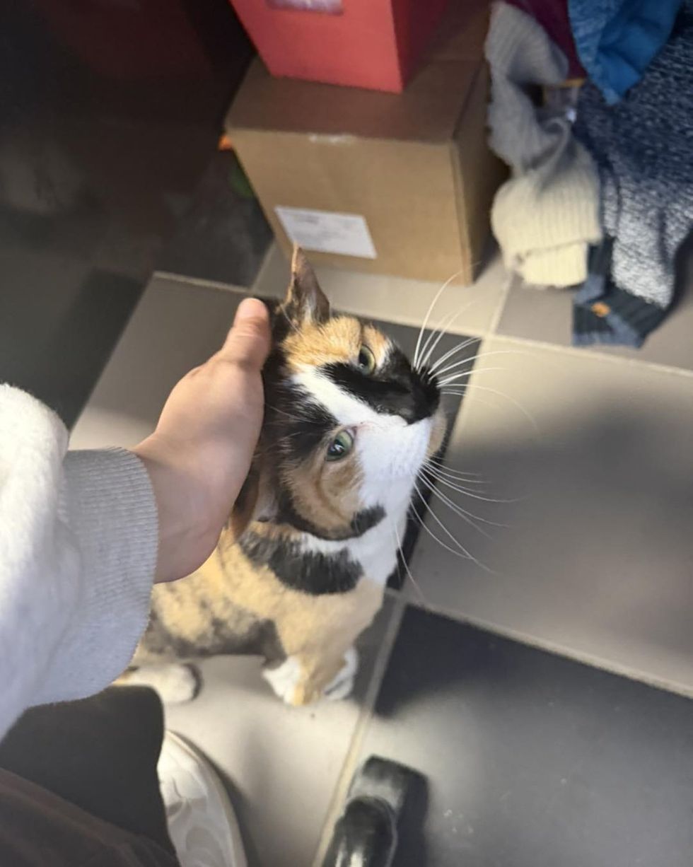 send being pat on head
