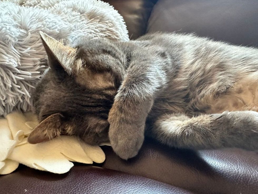 Seneca asleep with her paws covering her face from the light