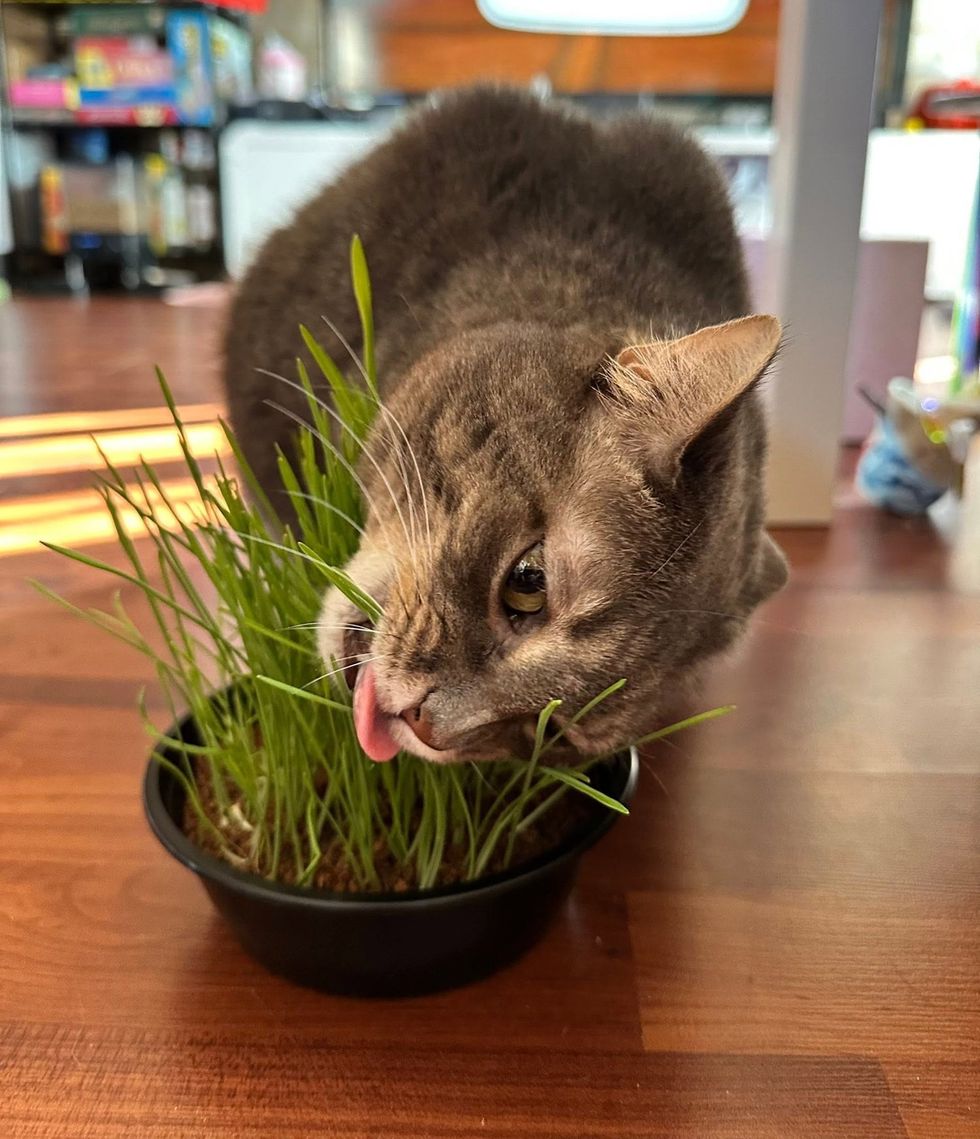 Seneca eating cat grass with her tongue out