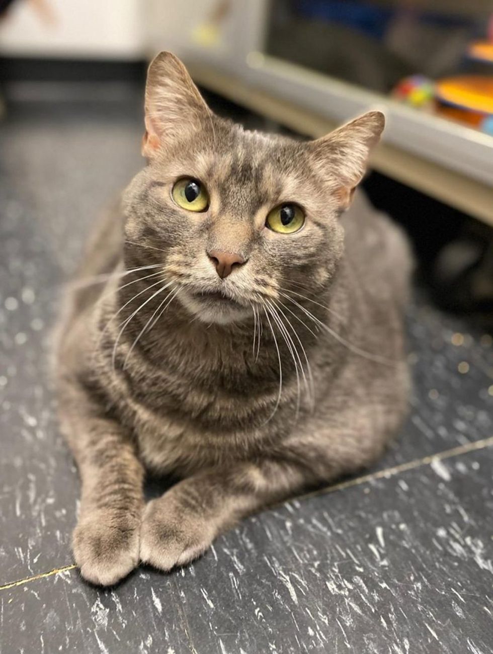 Seneca glamour pose, sitting upright, looking directly at the camera