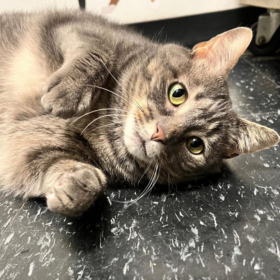 Seneca lying on her side posing, green eyes wide