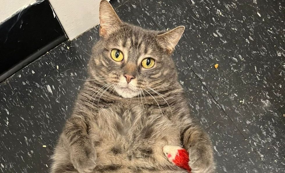 Seneca on her back holding her tiny toy mouse, golden eyes looking at camera