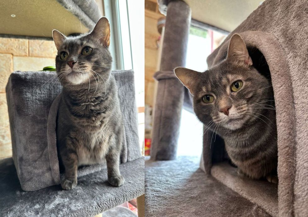 Seneca on her cat tree(left image) and peeking out from her cubby(right image)