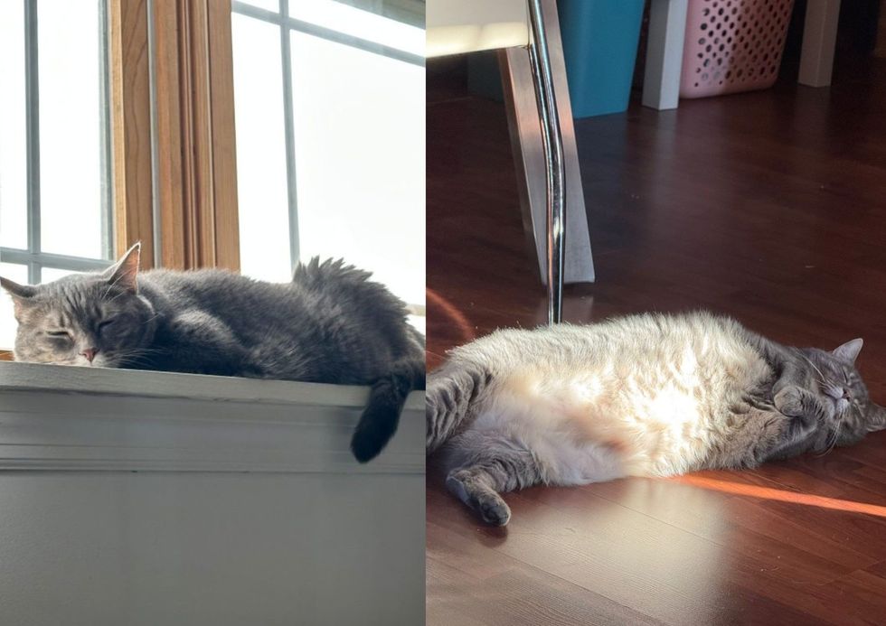 Seneca sleeping on the windowsill(left image) and stretched flat in a sunbeam on the floor(right image)